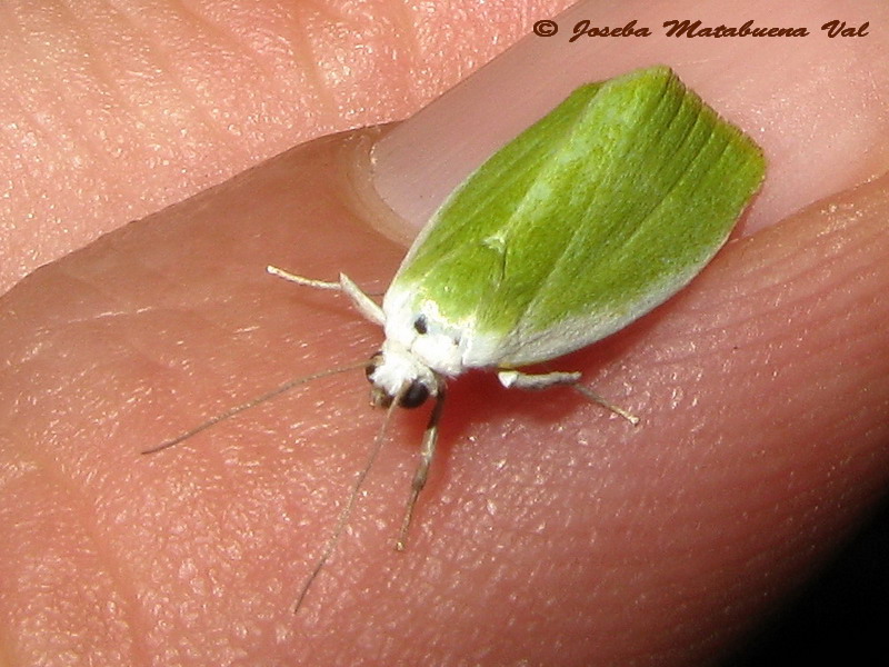 Earias insulana, Nolidae - No, E. clorana